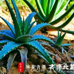 蘆薈美容護(hù)膚的秘密和方法，讓你變白又水嫩